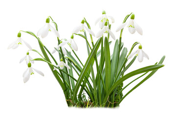Group of snowdrops isolated on white background. First spring flowers.