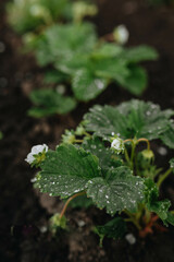 Blooming strawberries. Growing strawberries. Farm berries.