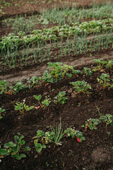Farm bed with berries and vegetables. Growing organic crops.