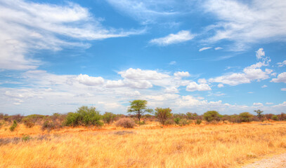 Fototapeta premium Beautiful Namibian savannah landscape with amazing cloudy sky - Tall yellow wild grass background -Namibia, Africa 