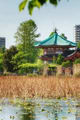 東京、上野の寛永寺不忍池弁天堂が見える風景