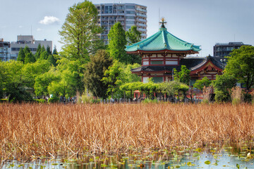 東京、上野の寛永寺不忍池弁天堂が見える風景