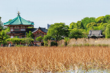 Fototapeta na wymiar 東京、上野の寛永寺不忍池弁天堂が見える風景