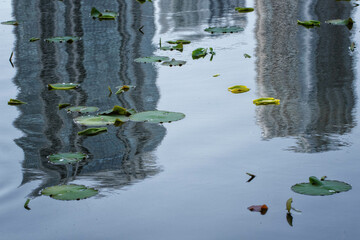 池に浮かぶ蓮の葉と水面に映る高層ビル