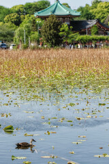 東京、上野の寛永寺不忍池弁天堂と不忍池を泳ぐカルガモ