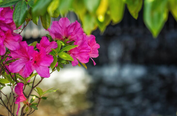水辺に咲くツツジ