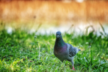 一羽の鳩（ドバト）