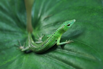 Green tree lizard or emerald green skink is a non-threatened species although it not commonly seen but it is, however, becoming more and more popular in the exotic pet trade