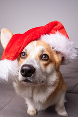 welsh corgi pembroke dog in Santa hat