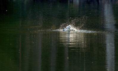 Common gull washing in the evening light