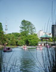上野恩賜公園の不忍池に浮かぶスワンボートと不忍池弁天堂、東京スカイツリーが見える風景