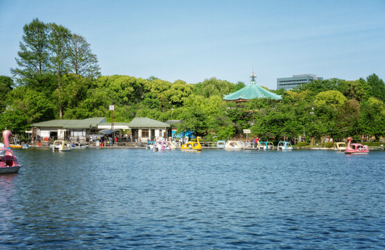 Catamite Bilder Durchsuchen 1,134 Archivfotos, und