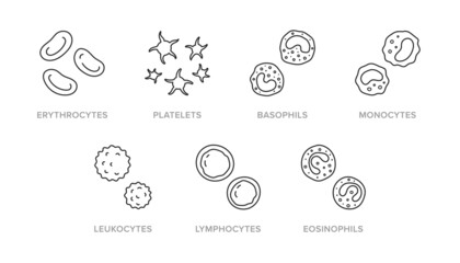 Blood cells doodle illustration including icons - erythrocyte, platelet, basophil, monocyte, leukocyte, lymphocyte, eosinophil. Thin line art about hematology. Editable Stroke - 506404288