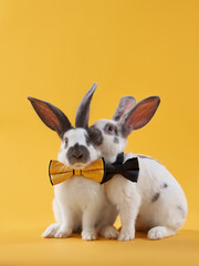 two Cute rabbits on a bright yellow background in a bow. funny animal