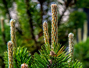 Inflorescences and young shoots of coniferous vegetation, a shrub called dwarf mountain pine in the...