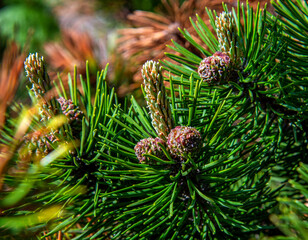 Inflorescences and young shoots of coniferous vegetation, a shrub called dwarf mountain pine in the city of Białystok in Podlasie, Poland, planted as an ornamental shrub.