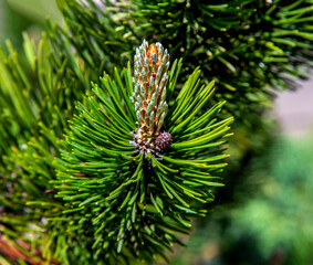 Inflorescences and young shoots of coniferous vegetation, a shrub called dwarf mountain pine in the city of Białystok in Podlasie, Poland, planted as an ornamental shrub.