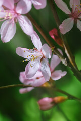 Pink almond blossom flower against blurred background. Vernal blooming of almond tree flowers. Detail of pink almond blossom and its pistils. Focus on pistils. Shallow depth of field 