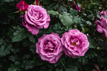 薔薇園の薔薇の花　品種不明