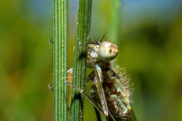 Macro of a dragonfly