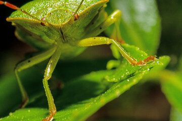 Macro of a green June beetle