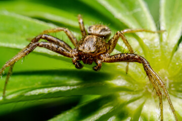 Detail view of a spider