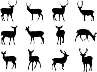 Deer vector icon illustration design Stock Vector Image Art. Deer black design.eps