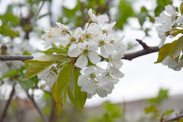 Close-up of white cherry tree flowers against a blue sky.