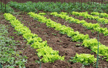 Fototapeta na wymiar An organic lettuce urban garden