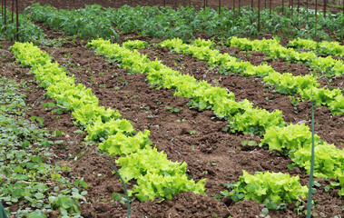 An organic lettuce urban garden