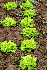 An organic lettuce urban garden