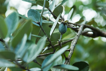 Branch with feijoa fruit, tropical fruit