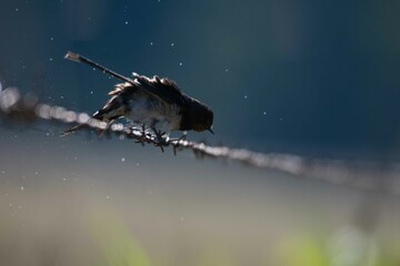 Hirondelle © francois