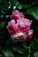 東京赤坂氷川公園の薔薇たち