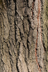 White poplar bark