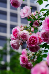 東京赤坂氷川公園の薔薇たち
