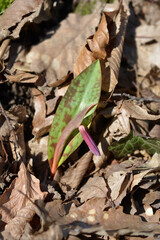 Dogs tooth violet