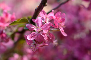 Crabapple