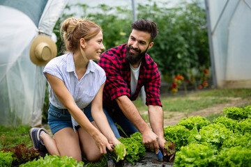 Happy young couple working in greenhouse, growing organic food. People bio food health concept