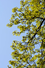 Common horse chestnut
