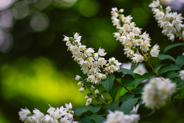 東京ミッドタウンに咲くマルバウツギ