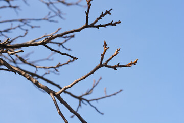 Common walnut