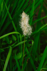 Obraz premium 東京赤坂にある東京ミッドタウン