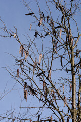 Thornless Honey locust