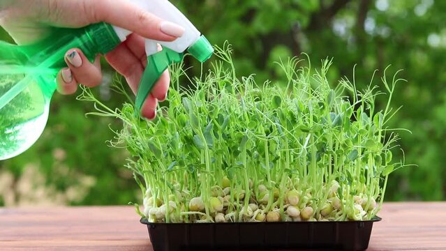 Female hand with a hand sprayer watering pea microgreens against a background of greenery. Growing microgreens. Home gardening