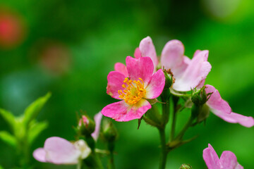 Obraz premium 東京ミッドタウンに咲くノイバラ