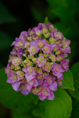 東京ミッドタウンに咲くアジサイ