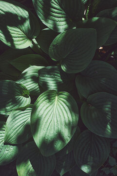 close up of a plant