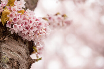 Pink sakura flower, Cherry blossom tree in the park.