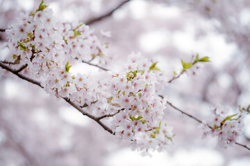 Pink sakura flower, Cherry blossom tree in the park.